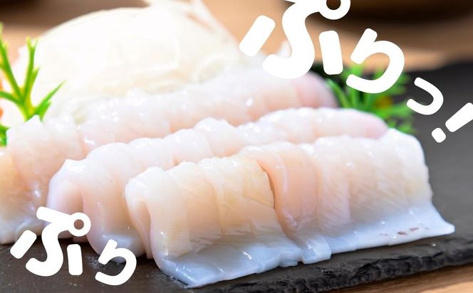 【のし付き】今が旬！朝どれ寒シマメ特大サイズ（350-400g）丸ごと2杯セット