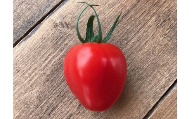 【2026年度予約分】増量約2kg！甘さ抜群!!トマト嫌いでも食べられるトマトベリー 4月～6月発送 野菜ソムリエサミット 金賞 受賞 長田農園 産地直送 トマト とまと 野菜 やさい フルーツ サラダ 濃厚 甘い ご褒美 プレゼント 美容 健康 リピート多数 人気 高評価 数量限定 碧南市 H004-147