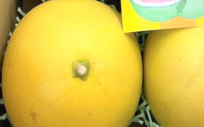 【先行予約】ファーストクイーン 2玉 サラダ感覚 熊本県 八代市産 みかん チャンドラポメロ ザボン 早生文旦 わせぶんたん ボンタン 【2026年10月下旬より順次発送】