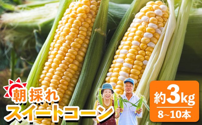 とうもろこし 朝採れスイートコーン 3kg (8～10本) - 野菜 とうもろこし とうきび トウキビ BBQ キャンプ 旬 おやつ 特産品 sg-0005