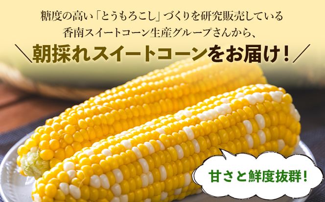 とうもろこし 朝採れスイートコーン 3kg (8～10本) - 野菜 とうもろこし とうきび トウキビ BBQ キャンプ 旬 おやつ 特産品 sg-0005