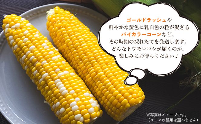 とうもろこし 朝採れスイートコーン 3kg (8～10本) - 野菜 とうもろこし とうきび トウキビ BBQ キャンプ 旬 おやつ 特産品 sg-0005