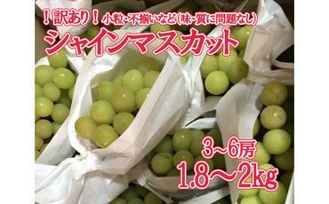 【訳あり】シャインマスカット  1.8kg～2kg (3～6房) 【8月下旬以降発送予定】 訳アリ 訳あり品 シャイン マスカット ぶどう ブドウ 葡萄 徳用 家庭用 ご家庭用 旬 新鮮 約2kg 約1.8kg 約1.9kg くだもの 果物 フルーツ 山梨 やまなし 富士川町