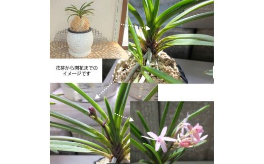 お値下げしました。 風蘭 大苗 白い花