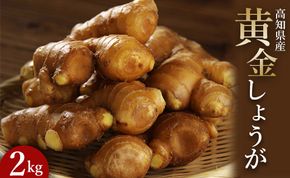 生姜一筋70年の生姜老舗問屋 黄金しょうが2kg - 生姜 生産量日本一 おかず お料理 しょうが 料理 飲み物 Xnb-0007