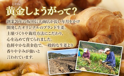 生姜 生姜パウダー 黄金しょうが粉末50g×3袋セット - 生姜 ジンジャー 数量限定 ジンジャーパウダー 生姜粉末 からだぽかぽか 冷え症対策 国産 特産品 高知県 香南市【常温】 Xnb-0006