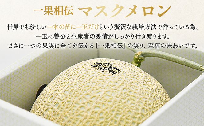 【発送開始】マスクメロン家庭用 1玉入り フルーツ メロン 果物 デザート 一果相伝 tn-0024