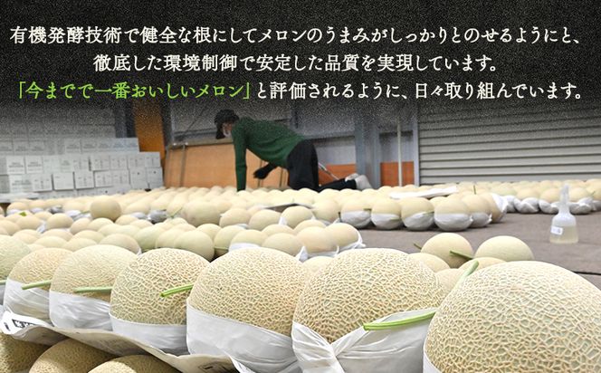 メロン 2個 青肉 2玉 贈答 ギフト 高知 一果相伝マスクメロン 青肉 先行予約 フルーツ メロン 果物 デザート tn-0012