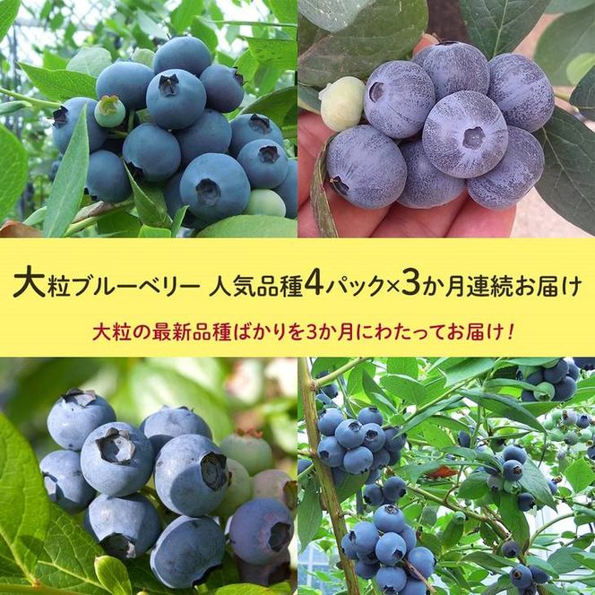 【定期便】大粒ブルーベリー　人気品種4パック×3ヶ月連続お届け　※2026年5月上旬〜7月上旬頃に順次発送予定