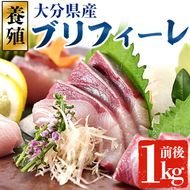 大分県産 養殖ブリ　フィーレ (約1kg前後)　鰤 ブリ フィレ 国産 刺身 さしみ 魚介 海産物 半身 丼 カルパッチョ ブリしゃぶ たたき おつまみ大分県 佐伯市【EW064】【(株)Up】