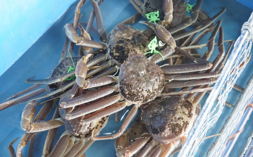 【先行予約】【松葉ガニ 香住産 タグ付き 活 生 松葉がに 約1.1kg 数量限定 冷蔵】令和7年11月中旬以降順次発送 12月～1月中旬は発送不可 かに 兵庫県 香美町  日本海フーズ  07-06