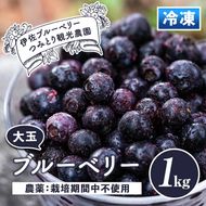 isa157 冷凍ブルーベリー(1kg) 【伊佐ブルーベリーつみとり観光農園】