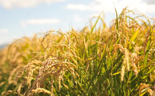 令和7年産 三笠産のおいしい米 ゆめぴりか(10kg)《令和７年10月頃より発送予定》【2700101】