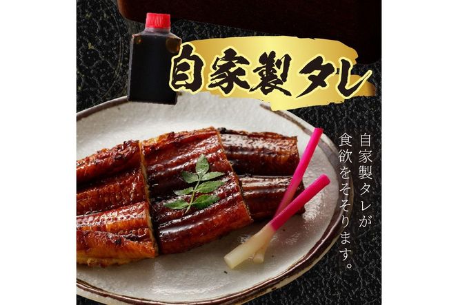 うなぎの蒲焼き2~3人前(1尾)　ウナギ 鰻 蒲焼 かばやき タレ 丑の日 ふるさと納税 うなぎ ふるさと納税 鰻 国産 ふるさと納税 惣菜 京都 AN00093
