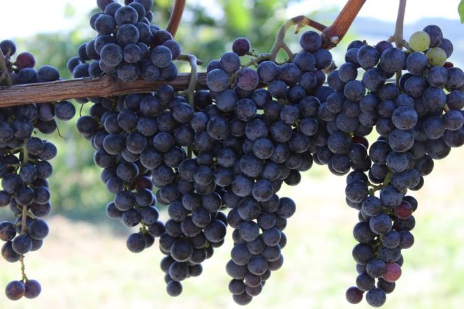 定期便 ワイン 赤 白 安曇野メルロー & 安曇野シャルドネ 各 750ml 3回 計 6本 [シャトー・メルシャン 勝沼ワイナリー 長野県 池田町 48110303] 飲み比べ 赤ワイン 白ワイン 赤白