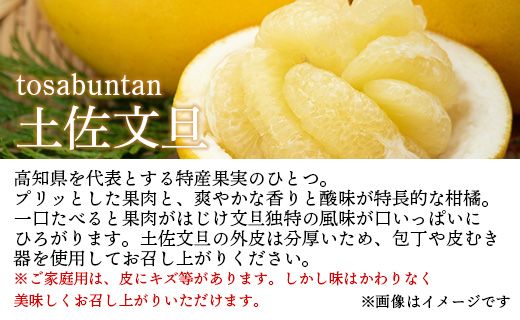 訳あり 土佐文旦 家庭用 約10kg 数量限定 期間限定 季節限定 『2025年1月下旬より順次配送』 ku-0023