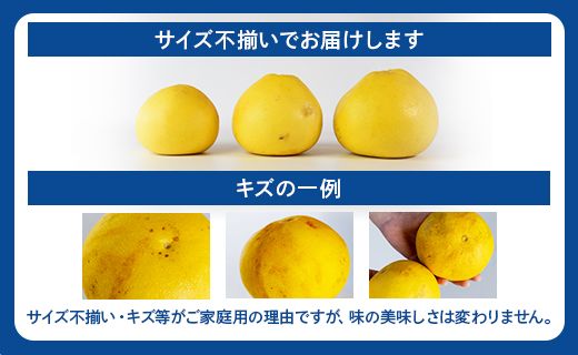 訳あり 土佐文旦 家庭用 約10kg 数量限定 期間限定 季節限定 『2026年1月下旬より順次配送』 ku-0047