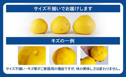 訳あり 土佐文旦 家庭用 約10kg 数量限定 期間限定 季節限定 『2025年1月下旬より順次配送』 ku-0023