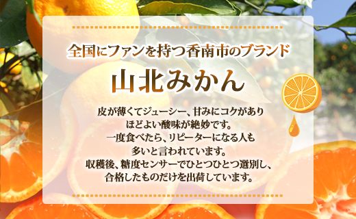 一度食べたらくせになる！高知県産 山北みかん 約3kg(露地栽培 2S～Lサイズ） ku-0019