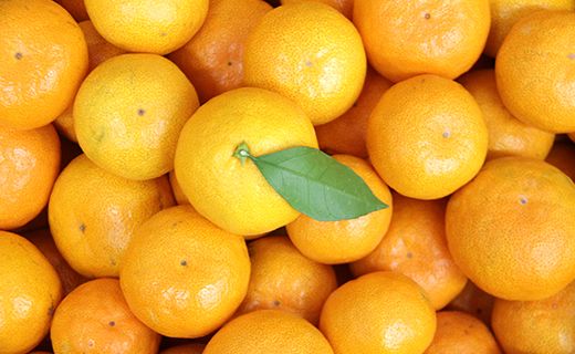 【ブランドみかん】みかん 5kg 山北みかん(家庭用・露地) - 果物 フルーツ 温州みかん ミカン 柑橘 おいしい 甘い 送料無料 高知県 香南市 常温 ku-0022