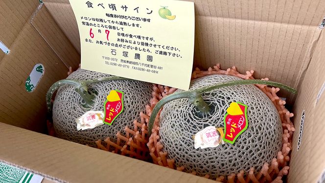 筑波レッドメロン 1箱 2玉 入り（約 3.5kg ～ 5kg ）【2026年6月上旬以降発送】  メロン レッド  赤肉 甘い 期間限定 産地直送 果物 フルーツ [BU001ya]