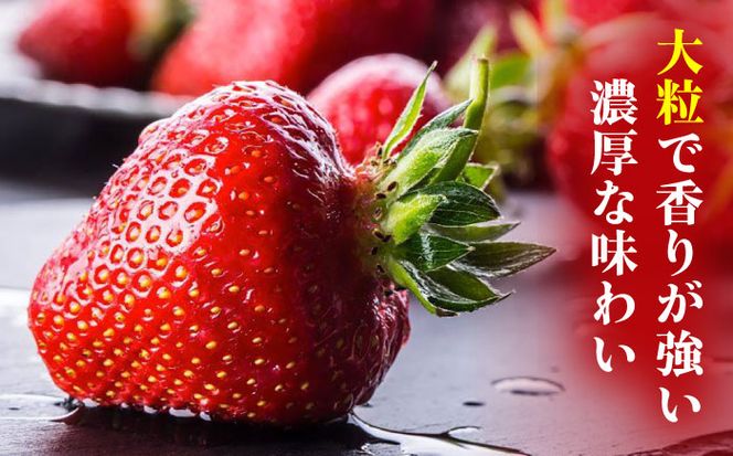 大粒 新鮮朝採りいちご 特大 新鮮朝採りいちご 淡路島産 朝採り