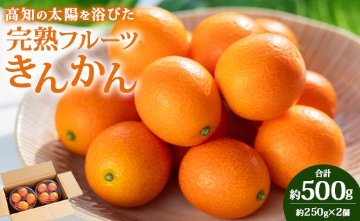 【平均糖度18度】きんかん 金柑 合計500g（250g×2パック） 高知の太陽を浴びた完熟フルーツきんかん 先行受付- 果物 フルーツ 金柑 柑橘 期間限定 数量限定 ku-0048