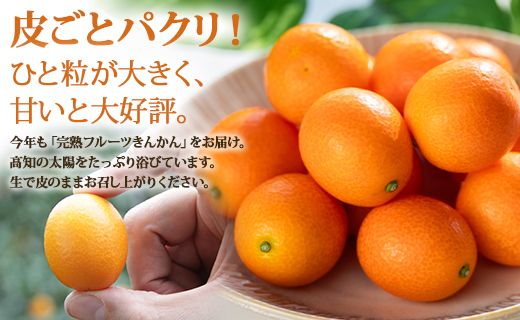 【平均糖度18度】きんかん 金柑 合計500g（250g×2パック） 高知の太陽を浴びた完熟フルーツきんかん 先行受付- 果物 フルーツ 金柑 柑橘 期間限定 数量限定 ku-0048