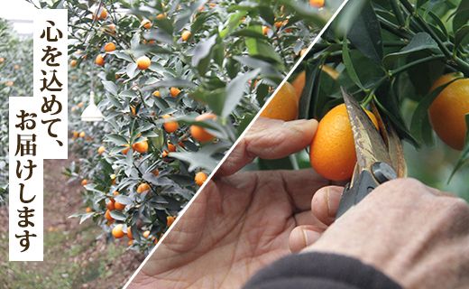 きんかん(金柑) 【数量限定】高知の太陽を浴びた 完熟フルーツきんかん 約1kg 先行受付 - 果物 くだもの キンカン 金柑 あまい おいしい 柑橘 送料無料 期間限定 ku-0032