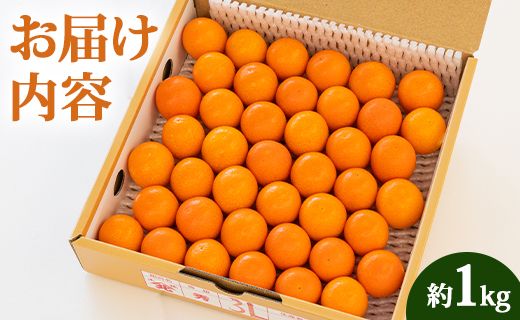 【数量限定】高知の太陽を浴びた 完熟フルーツきんかん 約1kg 先行受付 - 果物 くだもの キンカン 金柑 あまい おいしい 柑橘 送料無料 期間限定 季節もの 高知県 香南市 ku-0032