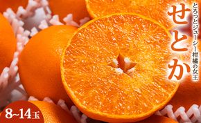 せとか 【令和9年2月発送開始】 とろっとジューシー柑橘の女王 せとか 8～14玉 ku-0057