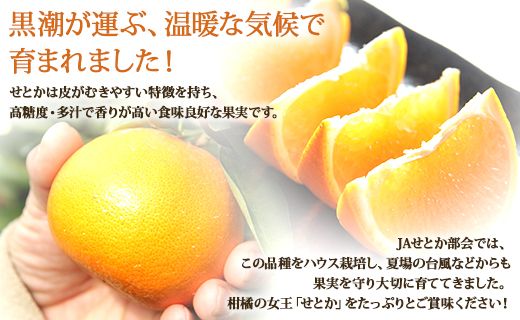 【2026年度配送分】せとか 3ｋｇ 柑橘の女王 8～14玉 とろっとジューシー 果物 果実 くだもの フルーツ オレンジ ミカン 蜜柑 みかん  お取り寄せ 特産品 国産 ku-0041
