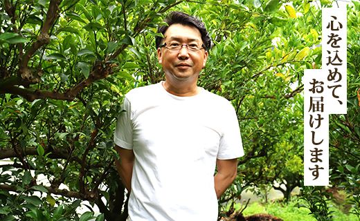 【2026年度配送分】せとか 3ｋｇ 柑橘の女王 8～14玉 とろっとジューシー 果物 果実 くだもの フルーツ オレンジ ミカン 蜜柑 みかん  お取り寄せ 特産品 国産 ku-0041