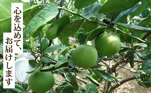 【令和8年9月中旬発送開始】水晶文旦 文旦 高知 5kg 先行受付 高知県香南市産 贈答 - 果物 フルーツ 文旦 ぶんたん ブンタン  柑橘 香南市産 高知県 数量限定 期間限定 季節限定 旬 常温 ku-0056