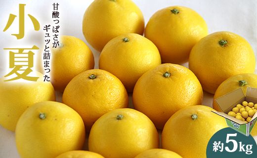 [2026年3月より順次配送]小夏(日向夏) 高知県 5kg 甘酸っぱさがギュッと詰まった ku-0049