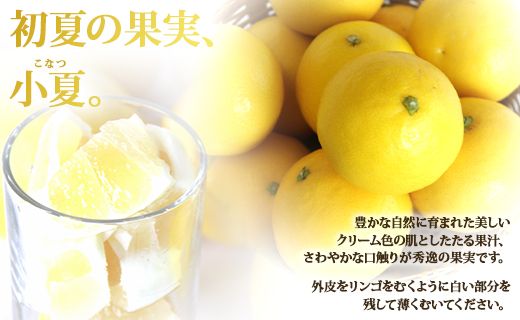 【2026年3月より順次配送】小夏(日向夏) 高知県 5kg 甘酸っぱさがギュッと詰まった ku-0049