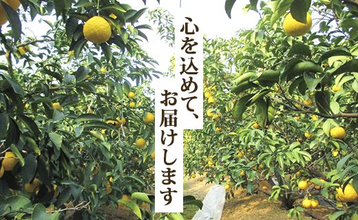 【2026年3月より順次配送】小夏(日向夏) 高知県 5kg 甘酸っぱさがギュッと詰まった ku-0049