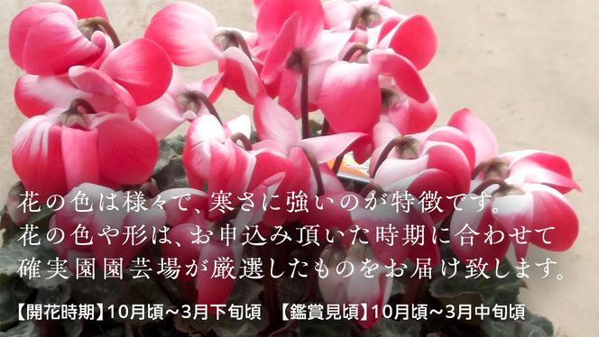 《 先行予約 》 シクラメン 【 おまかせ 1点 】 ガーデニング 花 はな フラワー 鉢 鉢植え 【2024年11月末～発送】 常温 ギフト プレゼント 贈り物 贈答 牛久市 確実園 [BG009us]