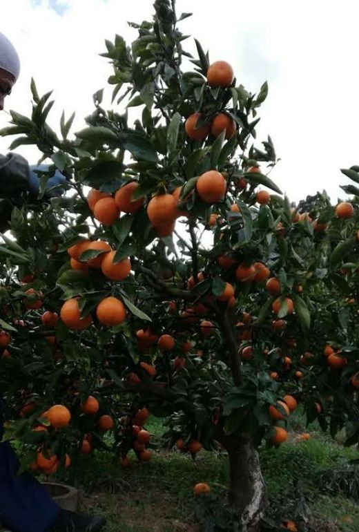 有田みかん  秀品 5kg　木成り完熟【贈答用】大ちゃんの畑農園  	CA10