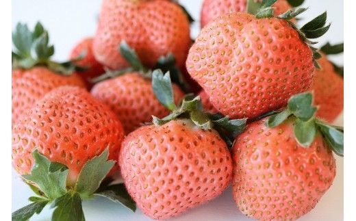 【先行予約】【2025年12月中旬より順次発送】福岡県産　いちご3種食べ比べ　6パックセット【ナチュレッシュ・ファーム・ジェイピー】_HA1340