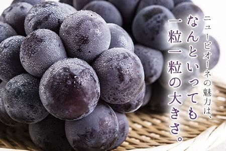 岡山県産 秀品 ニューピオーネ 約1.2kg 2房 《8月下旬-10月中旬頃出荷》葡萄 果物 秀品 スイーツ フルーツ デザート 岡山県矢掛町---ofn_csnp_h810_25_24000_2---