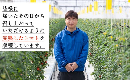 【2025年12月以降順次配送分】高糖度＆高機能性 フルーツトマト2kg - フルーツトマト トマト 甘美の舞 野菜 フルティカトマト 完熟 糖度8以上 ミニ プチ おすそ分け 大容量 kr-0067