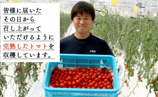 【先行受付】高糖度＆高機能性 フルーツトマト3kg - 甘美の舞 野菜 フルティカトマト 完熟トマト 糖度8以上 ミニトマト プチトマト おすそ分け kr-0020