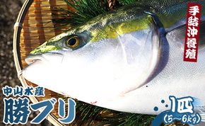 ぶり 1匹(5kg～6kg) 【期間限定】中山水産 手結沖養殖「勝ブリ」 ny-0003