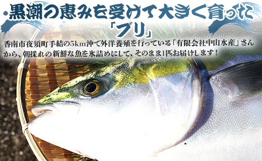 ブリ 鰤 1匹 3回 定期便 海鮮 5kg～6kg 【先行申込】 - 期間限定 魚 ぶり 鰤 寒ブリ 海鮮 鮮魚 魚介類 海の幸 ギフト お刺身 煮物 焼き魚 おかず 手結沖養殖 産地直送 のし対応可 高知県 香南市 Wny-0007