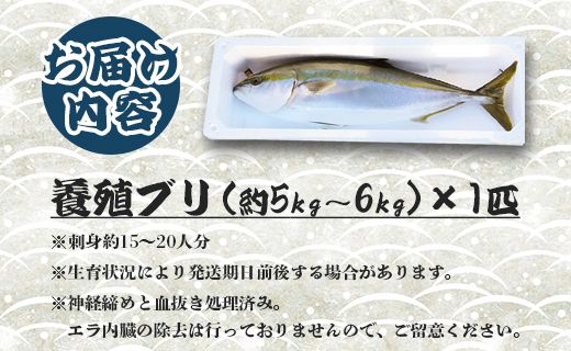 ブリ 1匹(5kg～6kg) 【期間限定】中山水産 手結沖養殖「勝ブリ」 ny-0010