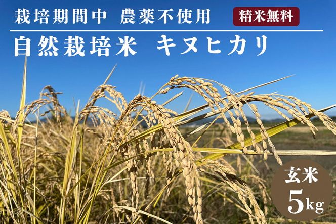 自然栽培米 キヌヒカリ 玄米 5kg　京都府・亀岡産 令和5年産 栽培期間中農薬不使用  亀岡オーガニックアクションがお届け ※離島への配送不可