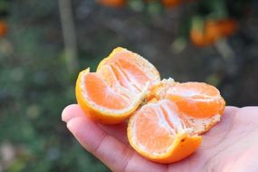 12/23までにご入金確認分は年内発送確定！きれいな温州みかん 寄贈用にお勧め 10kg (Lサイズ指定) 	DB009