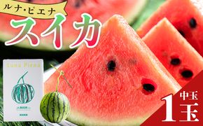 スイカ 【発送開始】ルナ・ピエナスイカ １玉 (中玉) すいか 空中立体栽培で太陽の愛情をたっぷり受けた yu-0014