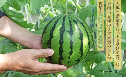 空中立体栽培で太陽の愛情をたっぷり受けた ルナ・ピエナスイカ(中玉) 2玉 -「今夜はナゾトレ」に取り上げられました すいか 果物 くだもの フルーツ 赤肉 赤玉 2個 ジューシー yu-0016